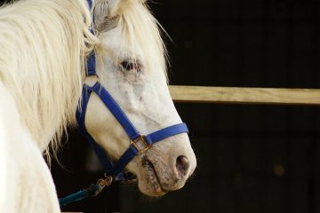 Pension pré Guérande
